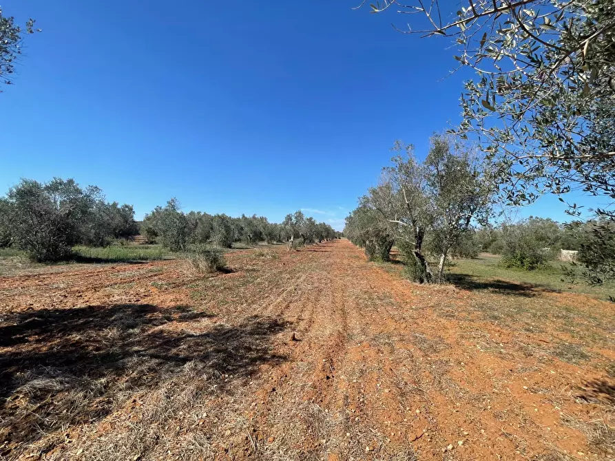 Immagine 2 di Rustico / casale in vendita  in Via Vecchia Lecce Snc a Andrano