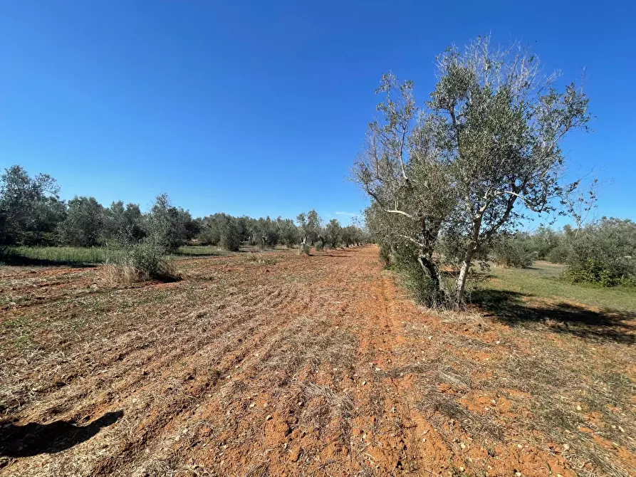 Immagine 3 di Rustico / casale in vendita  in Via Vecchia Lecce Snc a Andrano