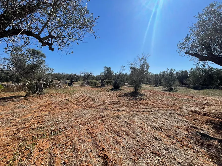 Immagine 4 di Rustico / casale in vendita  in Via Vecchia Lecce Snc a Andrano