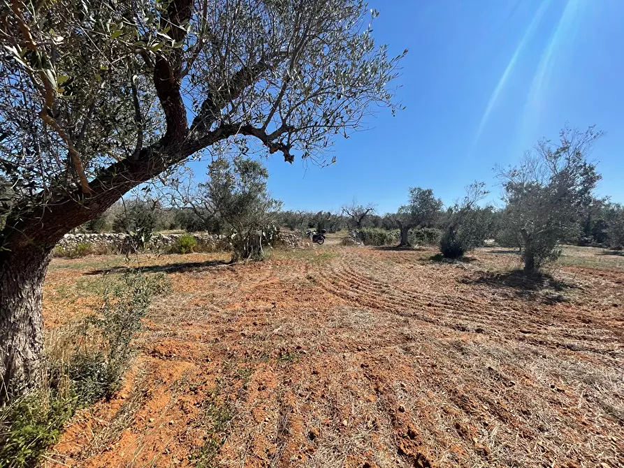Immagine 5 di Rustico / casale in vendita  in Via Vecchia Lecce Snc a Andrano