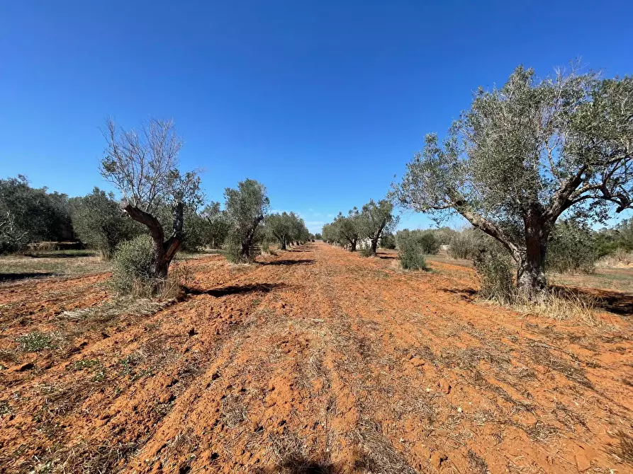 Immagine 6 di Rustico / casale in vendita  in Via Vecchia Lecce Snc a Andrano