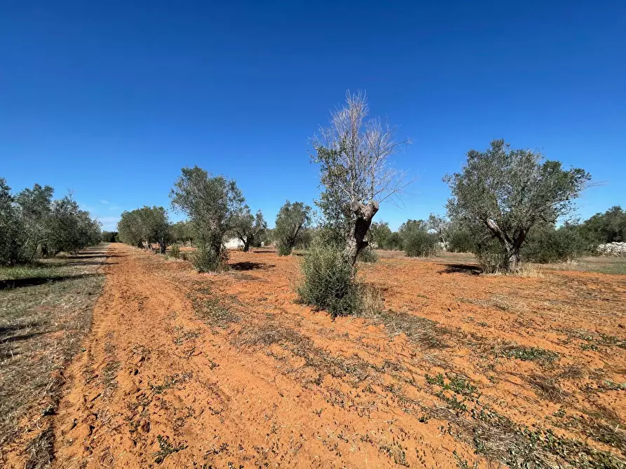 Immagine 7 di Rustico / casale in vendita  in Via Vecchia Lecce Snc a Andrano
