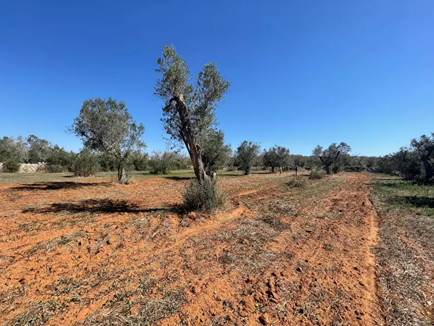 Immagine 11 di Rustico / casale in vendita  in Via Vecchia Lecce Snc a Andrano