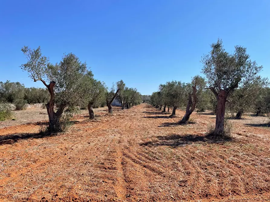 Immagine 17 di Rustico / casale in vendita  in Via Vecchia Lecce Snc a Andrano