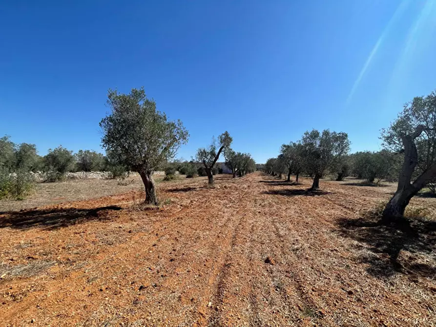Immagine 22 di Rustico / casale in vendita  in Via Vecchia Lecce Snc a Andrano