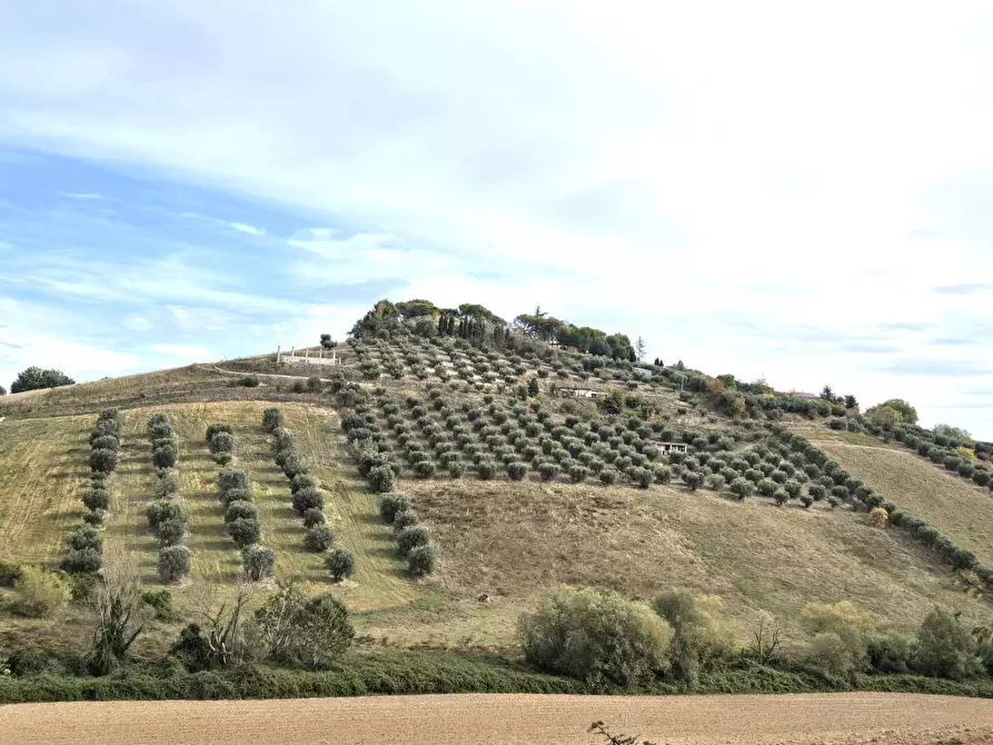 Immagine 1 di Terreno agricolo in vendita  in contrada montetinello a Monteprandone