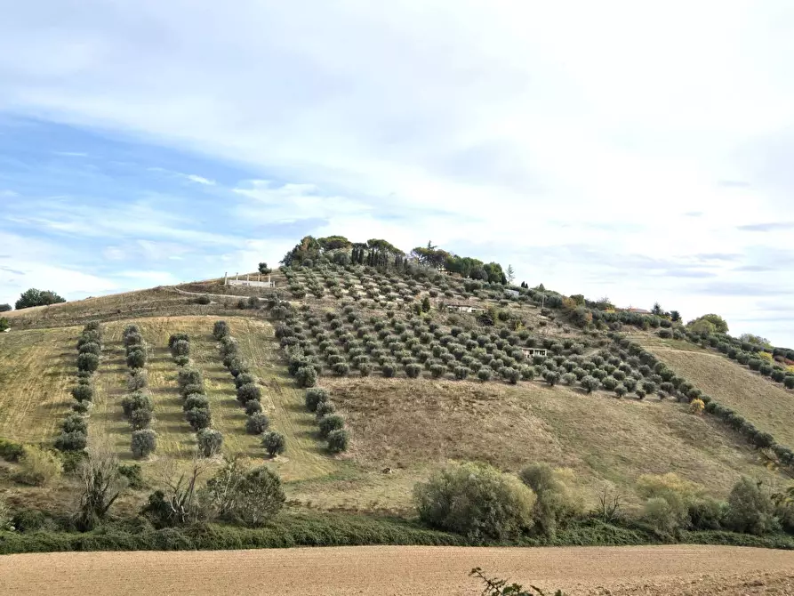Immagine 5 di Terreno agricolo in vendita  in contrada montetinello a Monteprandone