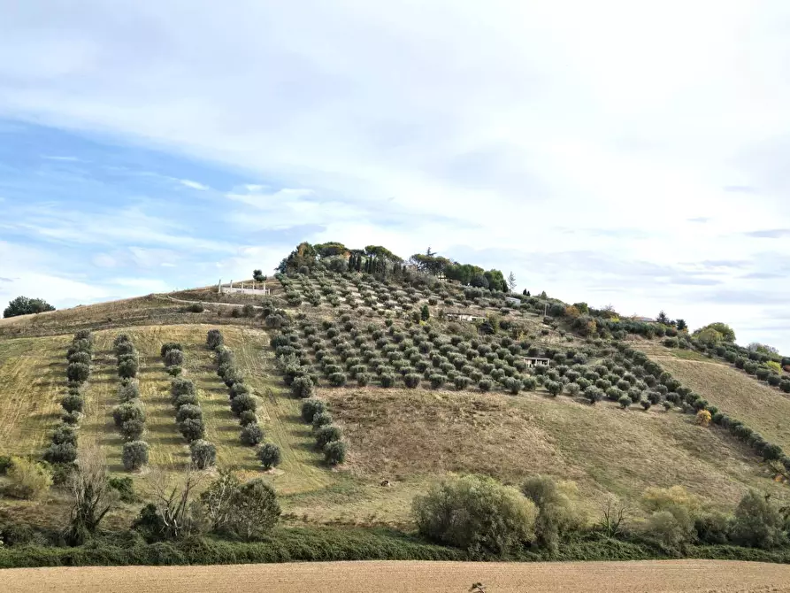 Immagine 6 di Terreno agricolo in vendita  in contrada montetinello a Monteprandone