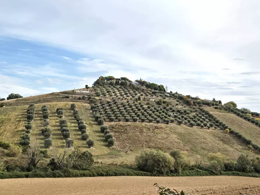 Immagine 7 di Terreno agricolo in vendita  in contrada montetinello a Monteprandone