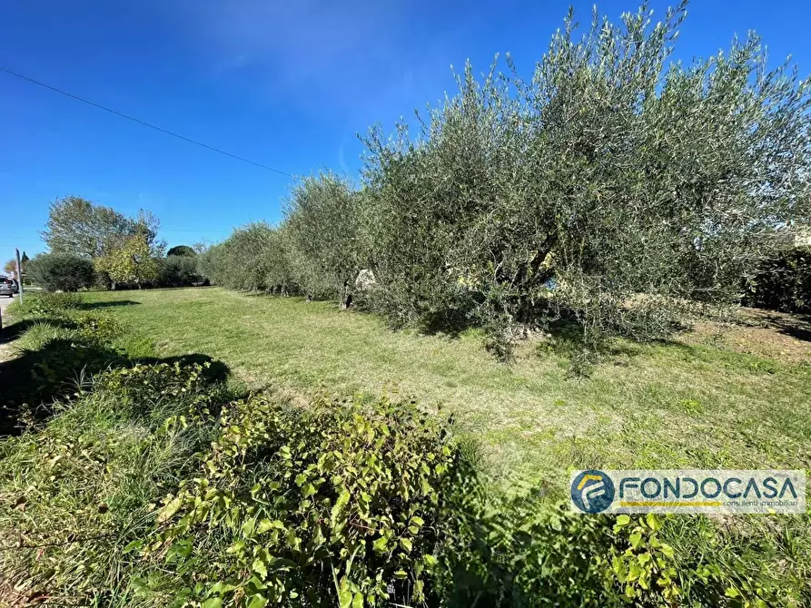 Immagine 4 di Terreno agricolo in vendita  in Via Del Battaglione a Calcinaia
