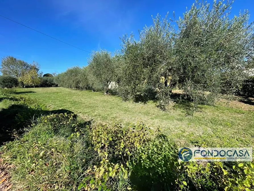 Immagine 6 di Terreno agricolo in vendita  in Via Del Battaglione a Calcinaia