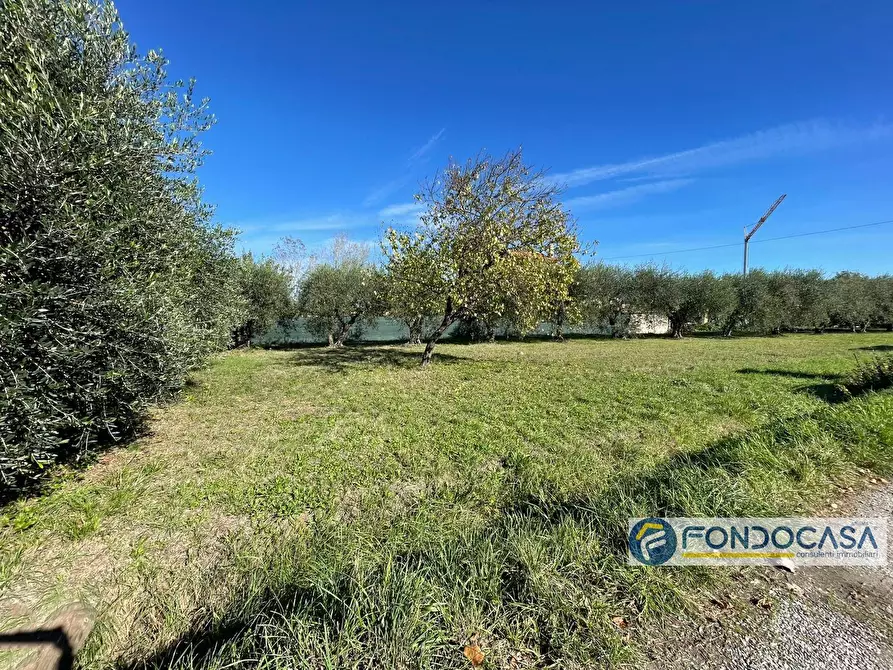 Immagine 12 di Terreno agricolo in vendita  in Via Del Battaglione a Calcinaia