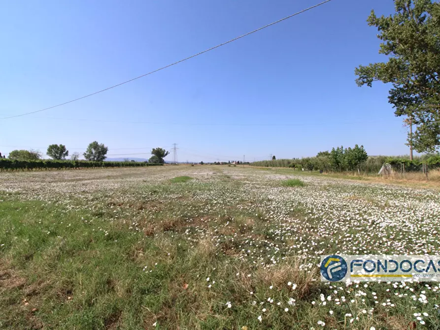 Immagine 8 di Terreno agricolo in vendita  in Strada Comunale Della Rotina a Pontedera