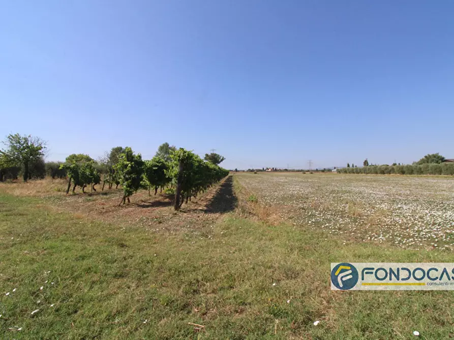 Immagine 2 di Terreno agricolo in vendita  in Strada Comunale Della Rotina a Pontedera