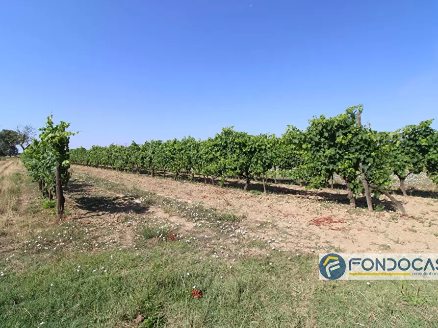 Immagine 3 di Terreno agricolo in vendita  in Strada Comunale Della Rotina a Pontedera