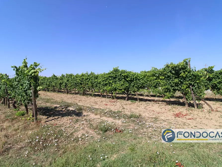 Immagine 4 di Terreno agricolo in vendita  in Strada Comunale Della Rotina a Pontedera