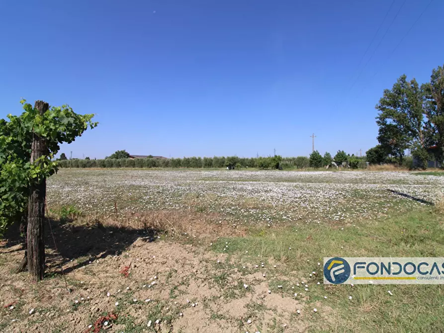 Immagine 5 di Terreno agricolo in vendita  in Strada Comunale Della Rotina a Pontedera