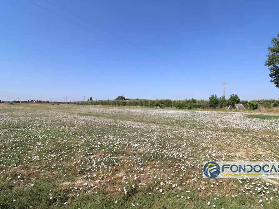 Immagine 7 di Terreno agricolo in vendita  in Strada Comunale Della Rotina a Pontedera