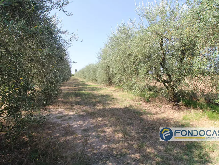 Immagine 10 di Terreno agricolo in vendita  in Strada Comunale Della Rotina a Pontedera