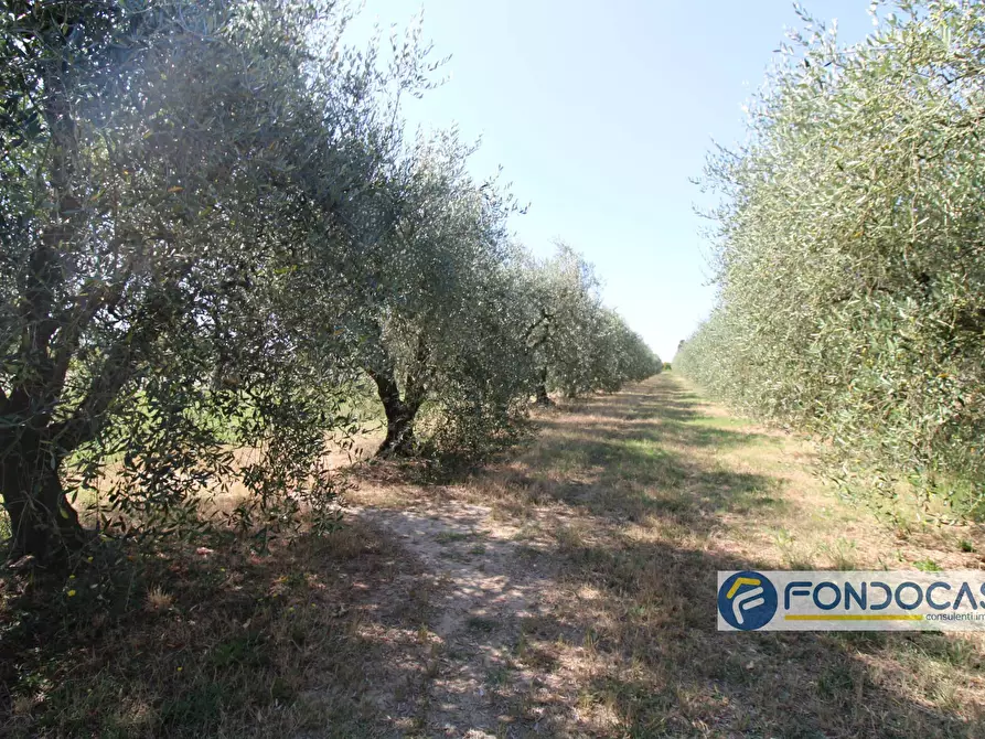 Immagine 11 di Terreno agricolo in vendita  in Strada Comunale Della Rotina a Pontedera