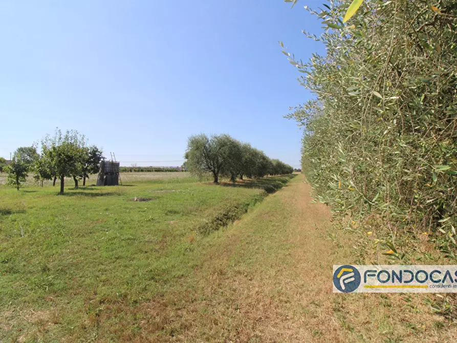Immagine 13 di Terreno agricolo in vendita  in Strada Comunale Della Rotina a Pontedera