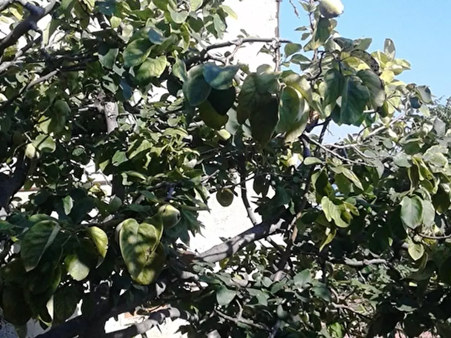 Immagine 9 di Terreno edificabile in vendita  a Messina