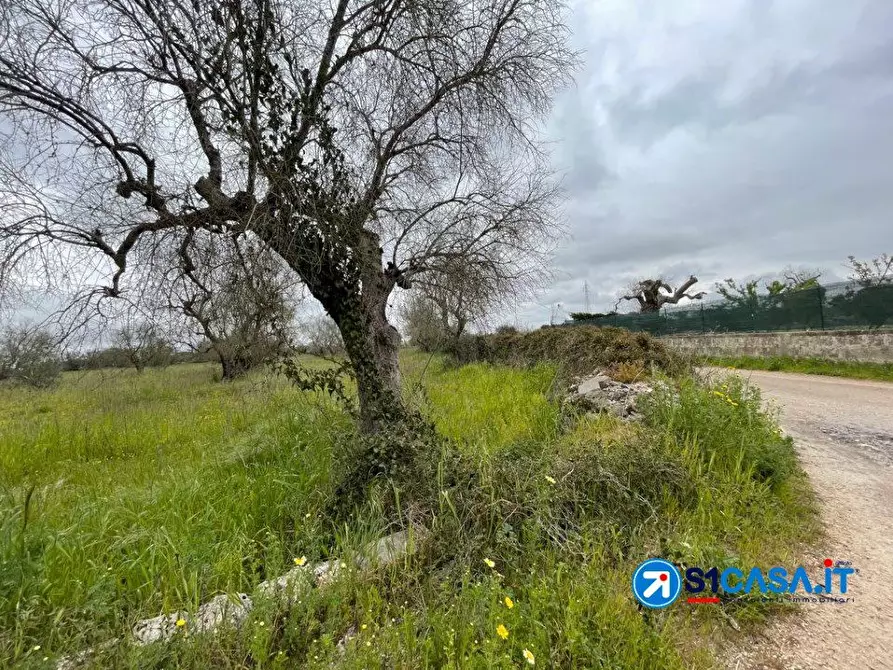 Immagine 7 di Terreno in vendita  a Galatone