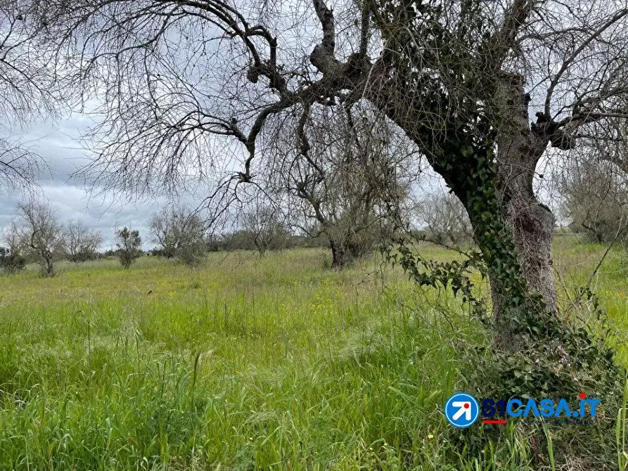 Immagine 6 di Terreno in vendita  a Galatone