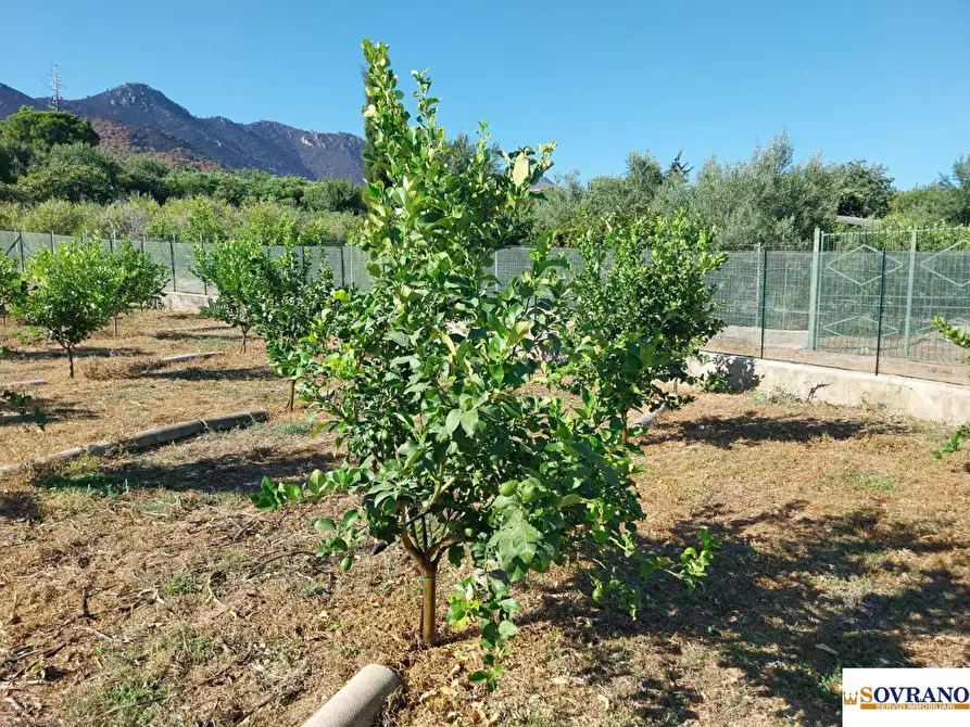 Immagine 3 di Terreno in vendita  40 a Palermo