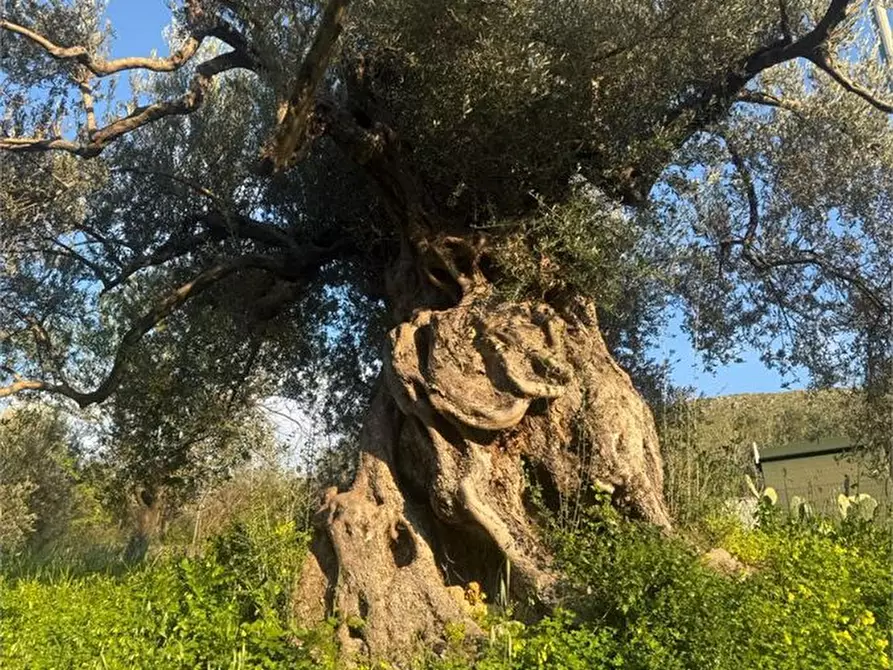 Immagine 5 di Villa in vendita  a Carini