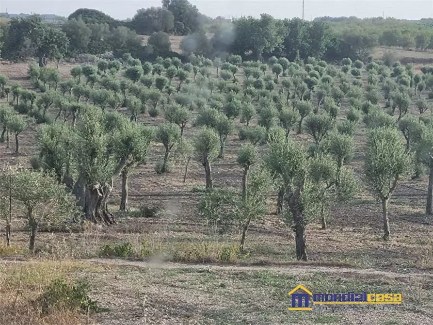 Immagine 3 di Terreno in vendita  a Noto