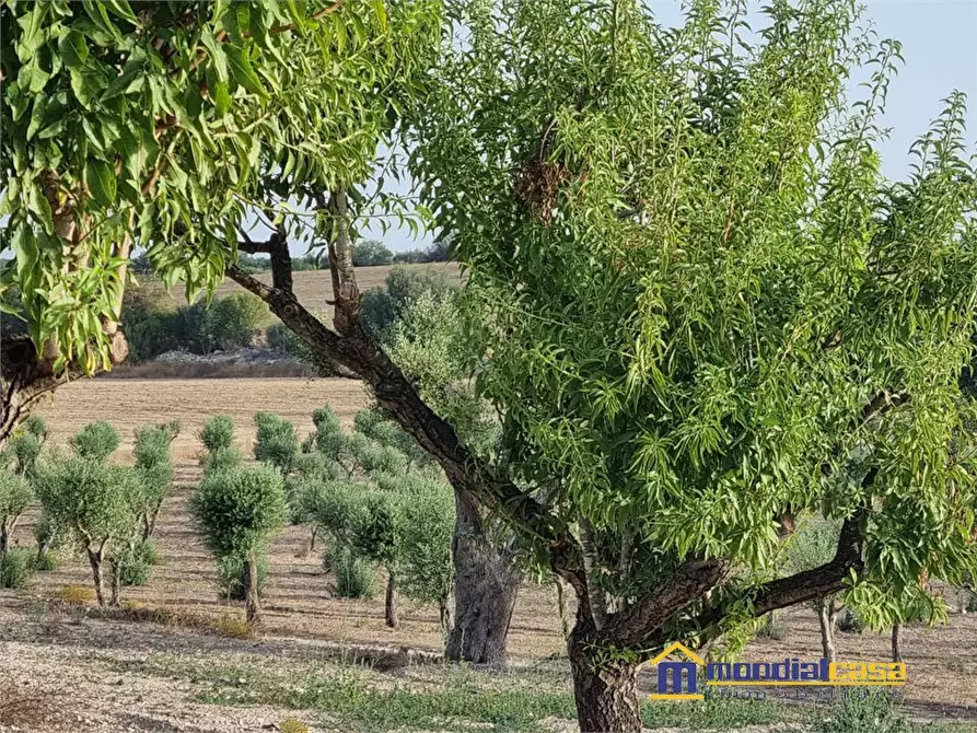 Immagine 5 di Terreno in vendita  a Noto