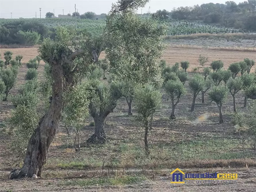 Immagine 6 di Terreno in vendita  a Noto