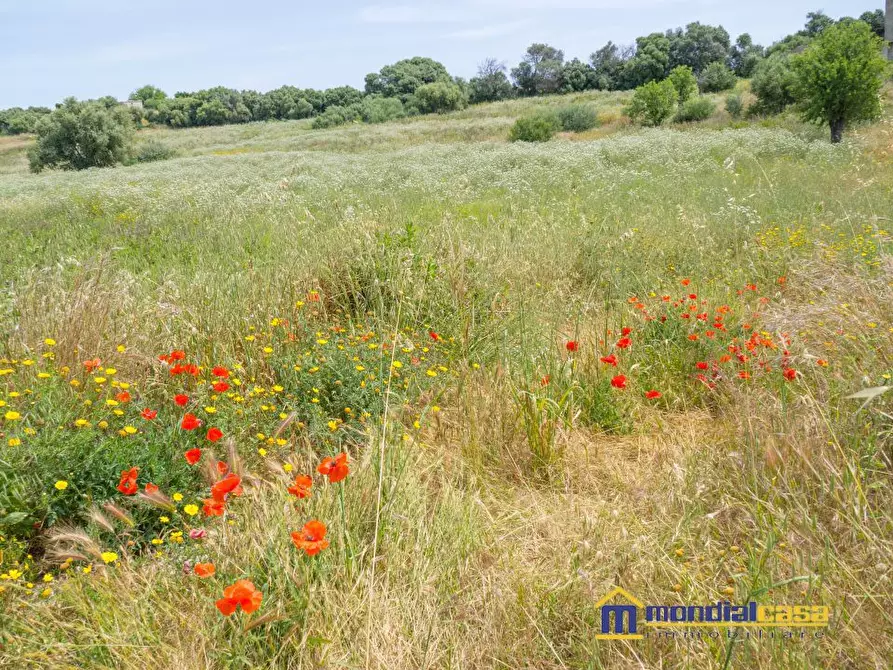 Immagine 2 di Terreno in vendita  a Pachino