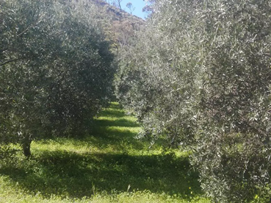 Immagine 4 di Negozio in vendita  a Melito Di Porto Salvo