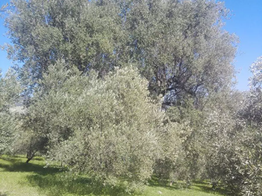 Immagine 5 di Negozio in vendita  a Melito Di Porto Salvo
