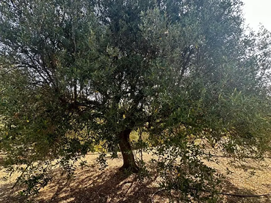 Immagine 3 di Terreno edificabile in vendita  a Melito Di Porto Salvo
