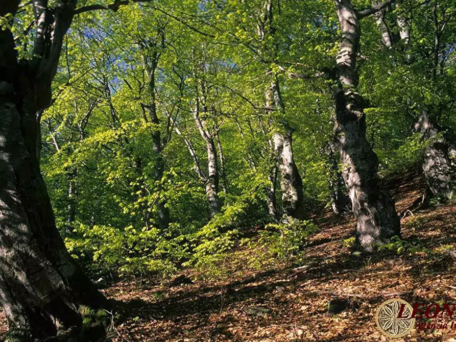 Immagine 5 di Terreno in vendita  a Bagnone