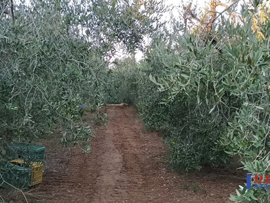 Immagine 1 di Terreno in vendita  a Rosignano Marittimo
