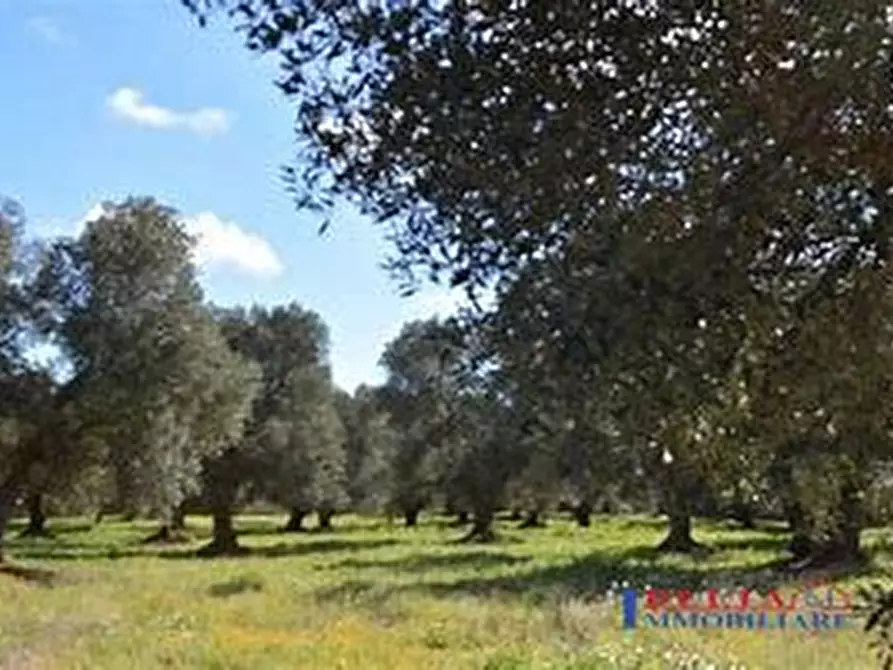 Immagine 1 di Terreno edificabile in vendita  a Rosignano Marittimo