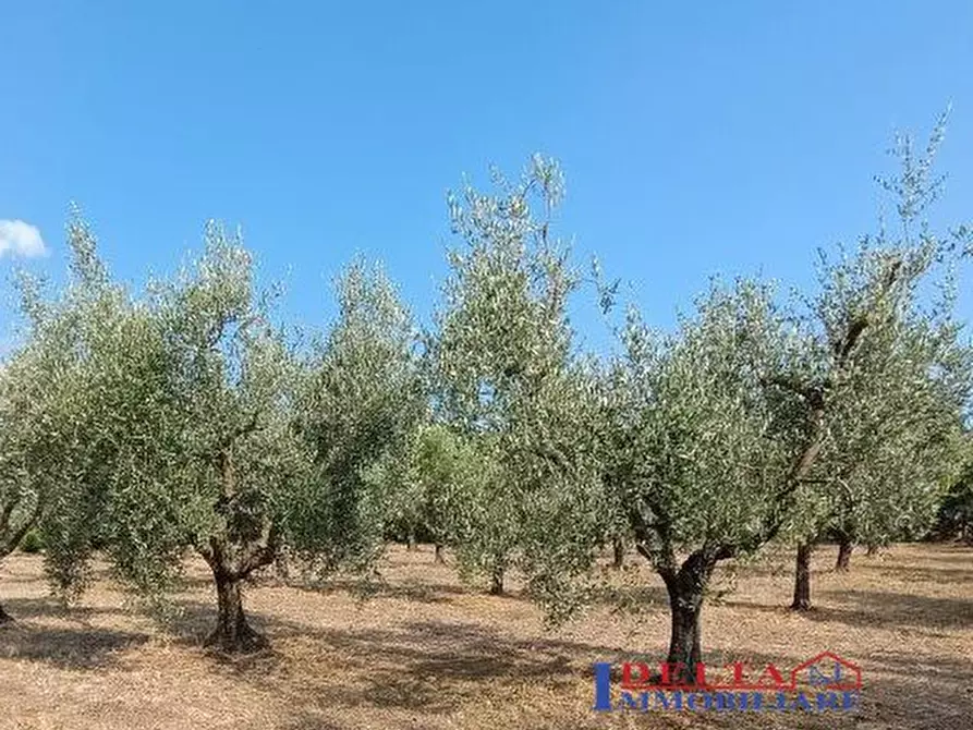 Immagine 1 di Terreno in vendita  a Rosignano Marittimo