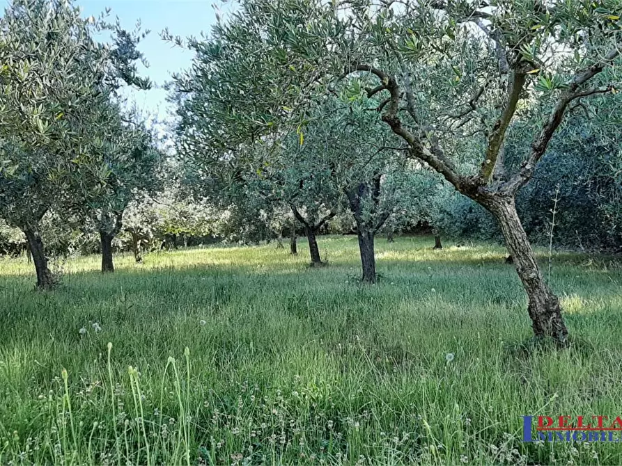 Immagine 2 di Terreno in vendita  a Rosignano Marittimo