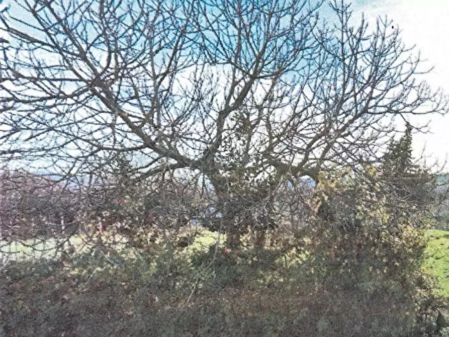 casa indipendente in vendita a Cecina