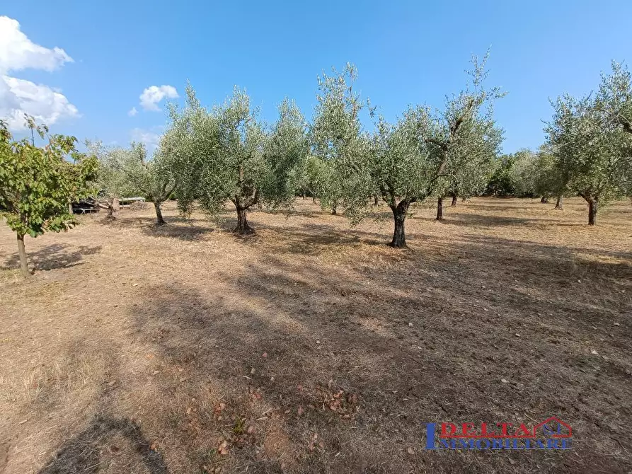 Immagine 1 di Terreno in vendita  a Rosignano Marittimo