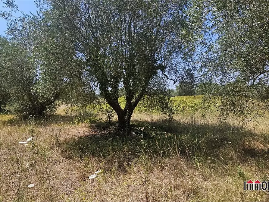 Immagine 2 di Terreno in vendita  a Colle Di Val D'elsa