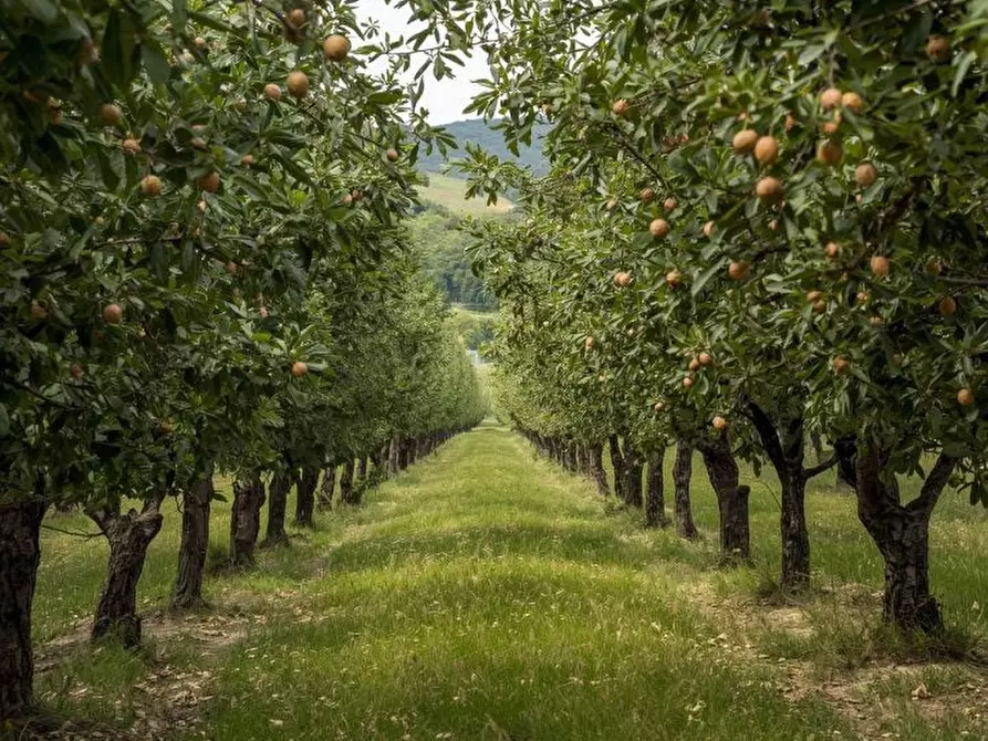 Immagine 1 di Terreno in vendita  a Colle Di Val D'elsa