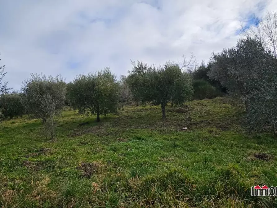 Immagine 5 di Terreno in vendita  a Casole D'elsa