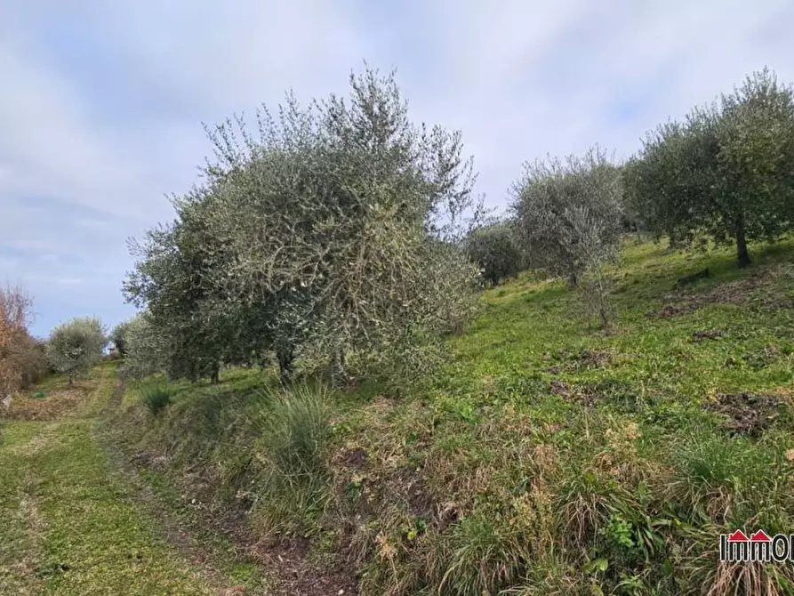 Immagine 4 di Terreno in vendita  a Casole D'elsa