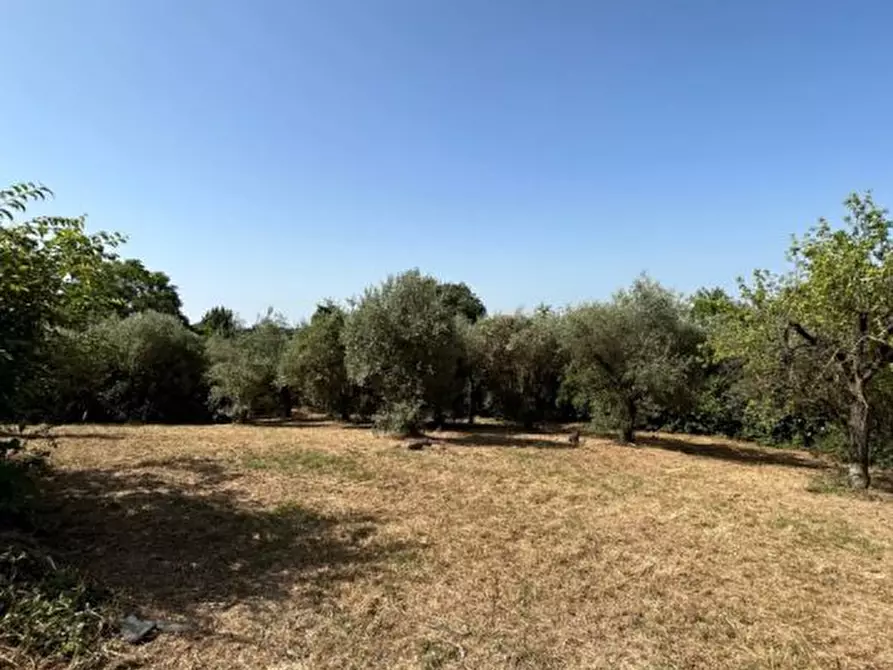 Immagine 5 di Villa in vendita  a Poggio Catino