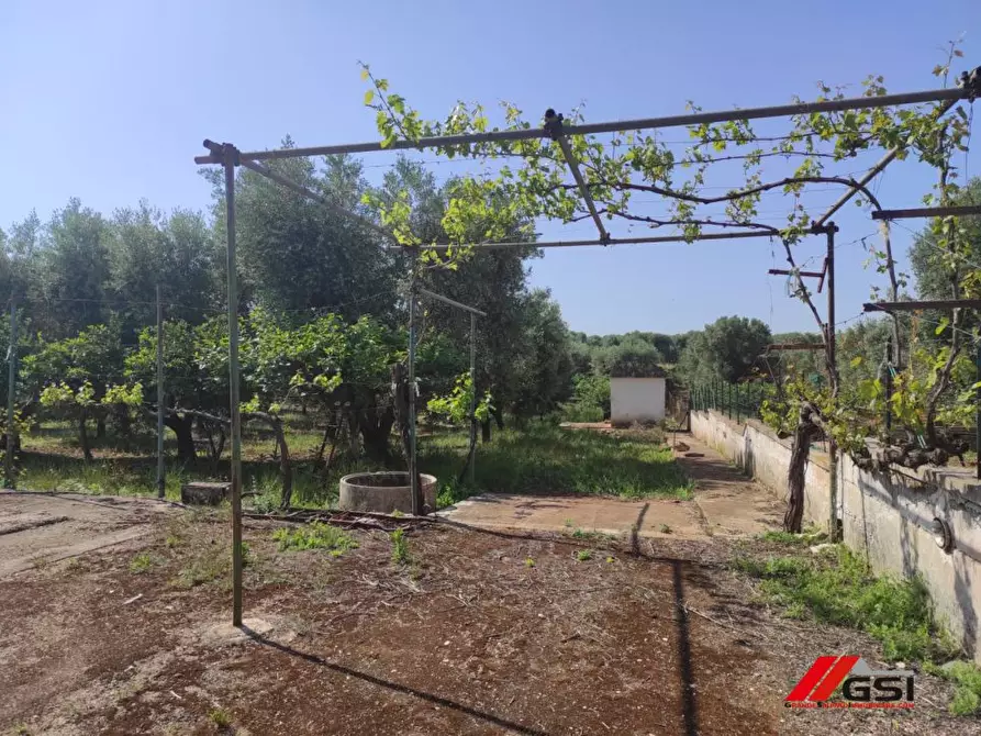 Immagine 3 di Rustico / casale in vendita  a Carovigno